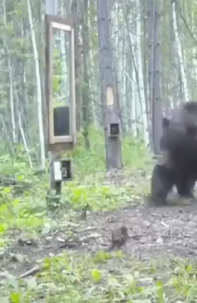 Joy when you find a brand new, unused, clean mirror in the forest