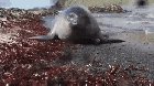 ? Baby elephant seal booping a wildlife camera. ?