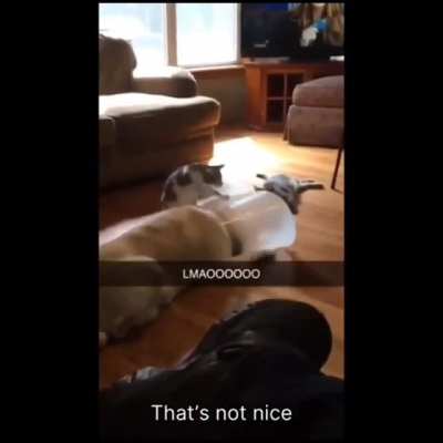 The cat is a bully