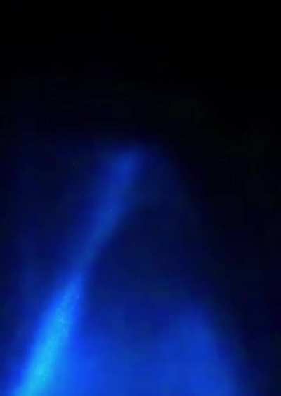 ?bottlenose dolphins swim in glowing waters