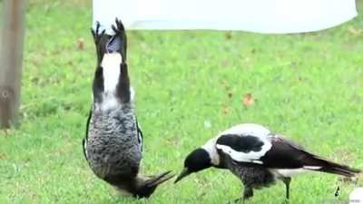 ? Australian Magpies Just Hanging Out