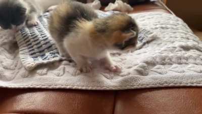 How do we feel about kittens who chirp?