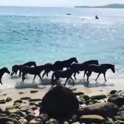 ?These retired racehorses are now sea horses living their best life. This slice of heaven is called Nihi Sumba, a forgotten island in Indonesia