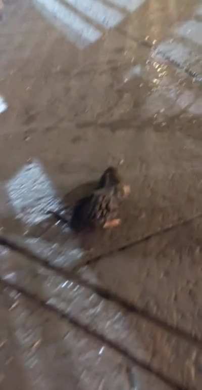 There was a rat swimming around in the pool at my hotel. Realizing it had no actual way out, I ran downstairs, hopped the gate, and grabbed a pool skimmer. I love this rat ?