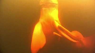 Freshwater Dolphins