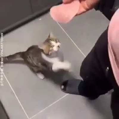 Here kitty kitty