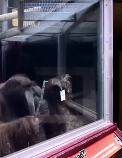I am as confused as the monkey is ?