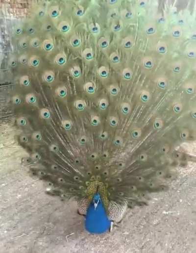 ? Peacock is King of Birds!