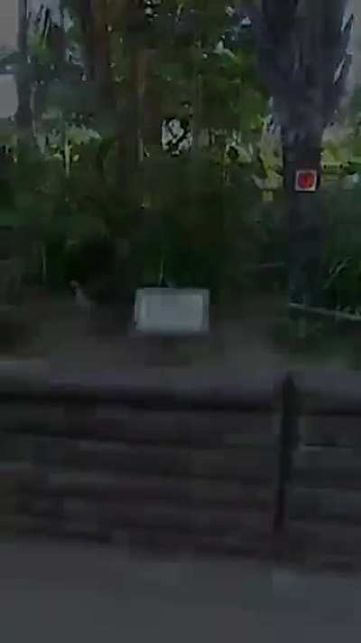Crocodile Hunter Steve Irwin Stop Kookaburra Fight?