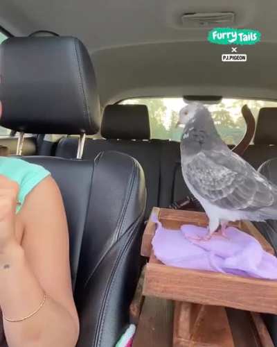 ...to pet the pigeon