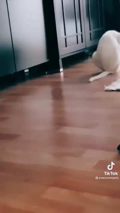 Destroying the 5 second rule