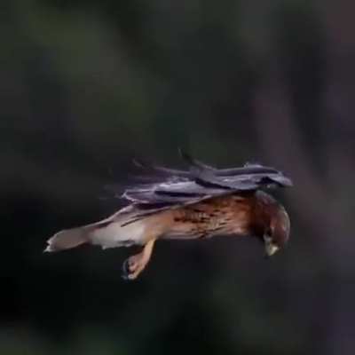 ? A red-tailed hawk stabilizing its head to stay focused on prey as it hovers in gusting winds. Credit: Bill Bryant