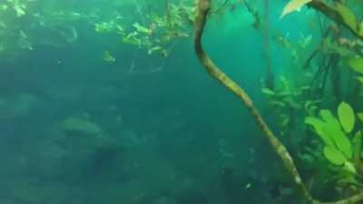 ? Heavy rain transforms a hiking trail into an underwater trail in Brazil