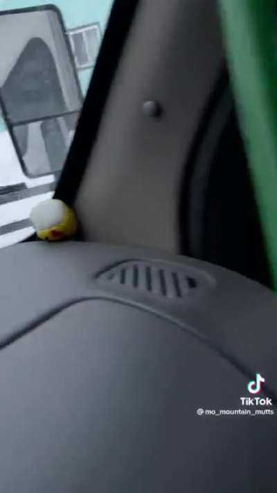 What is this, a bus for dogs?