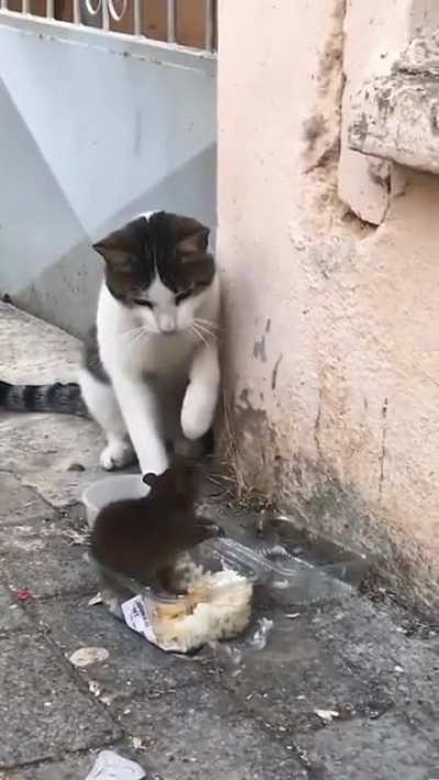 A Fierce Hunter ?