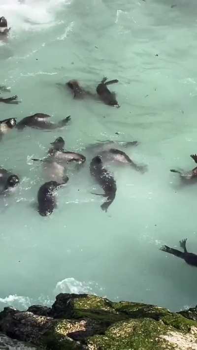 ? Wiped out from the Farallon Islands for over 150 years, now hundreds of northern fur seal pups pack into this secluded cove while their mothers forage at sea