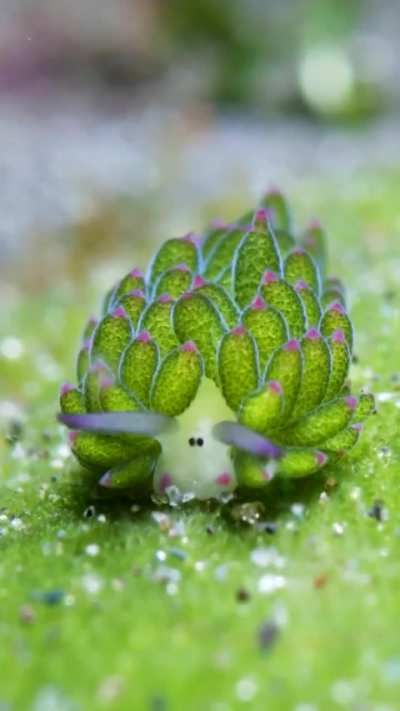? This Leaf Sheep eating! ?