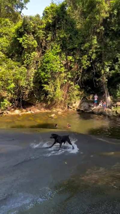 Doggo with his amazon drift