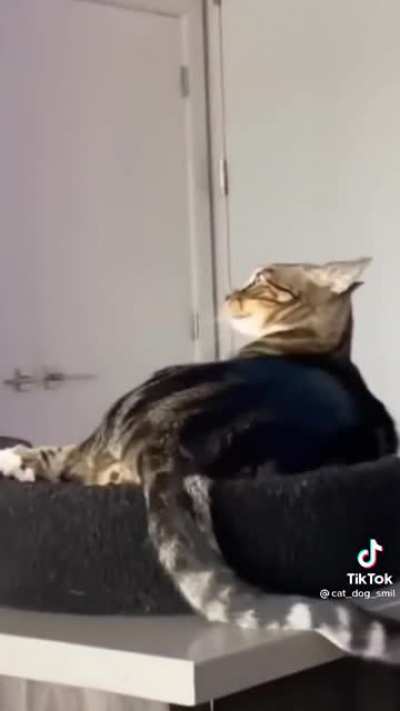What is wrong with this cat??