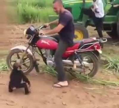 Just wants to ride ?
