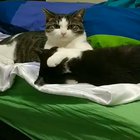 Don't you EVER think about petting my brother again!