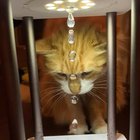 Cat Is Amazed By A Trippy "Hourglass Fountain" That Makes Water Look Like It's Defying Gravity