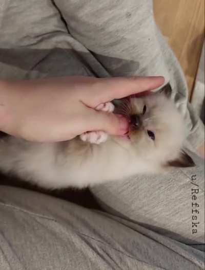 Arrrg! I'll eat you! ?