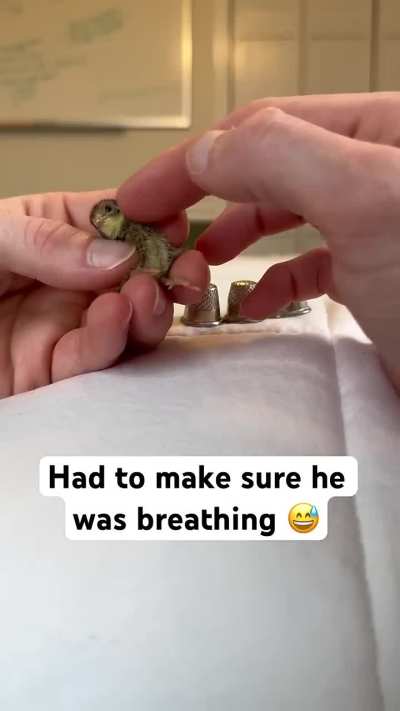 Cute as a button