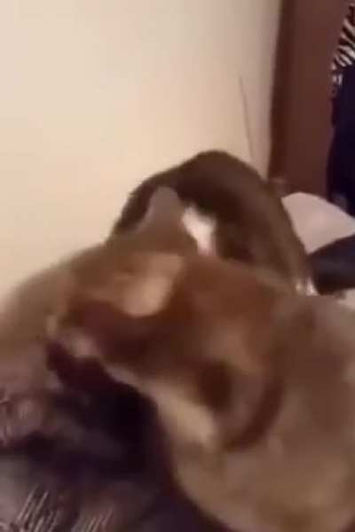 A perfect dubbing