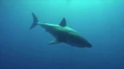 Sneezing shark