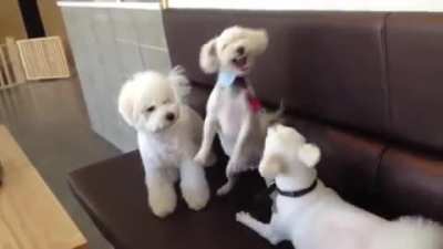 Dog calms down a heated argument