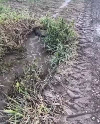 Amazing Way