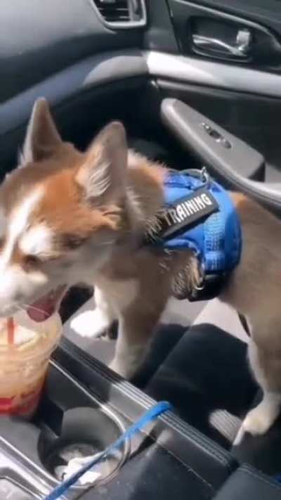 Derpy McGoodBoi has mastered the techniques of theatrics