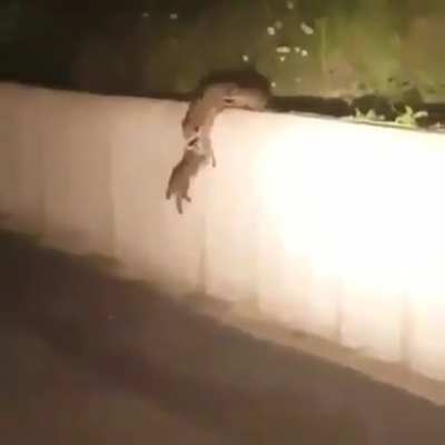 ? A mother raccoon and her kits using teamwork to scale a wall ?