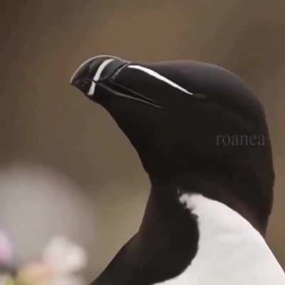 Razorbill birds have a very unique appearance