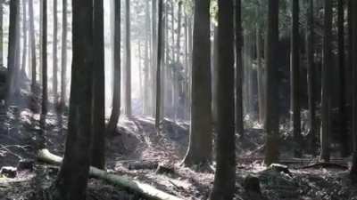 Enormous xylophone in the woods of Kyushu, Japan plays a Bach tune when a wooden ball rolls down each "key."