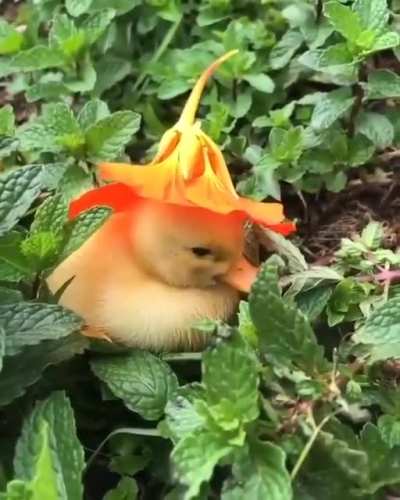 ? This little ducking with a Hat ?