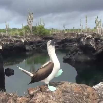 ? A Blue-footed Booby proudly showing off their very impressive feet ?