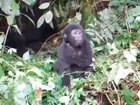 Baby gorilla tries to beat his chest