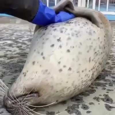 He requires belly rubs