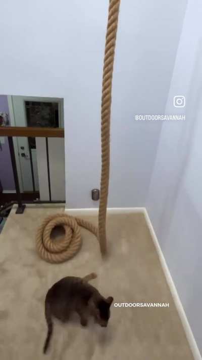 I’m invested in kitty's rope-climbing progress