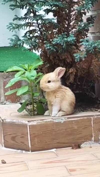 Look at the way this bunny is having a snack ?