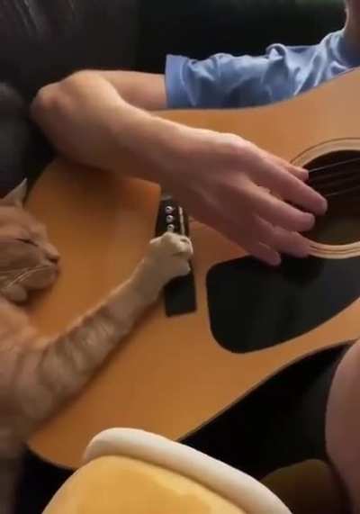 Kitty falls asleep listening to guitar strumming "Blackbird"