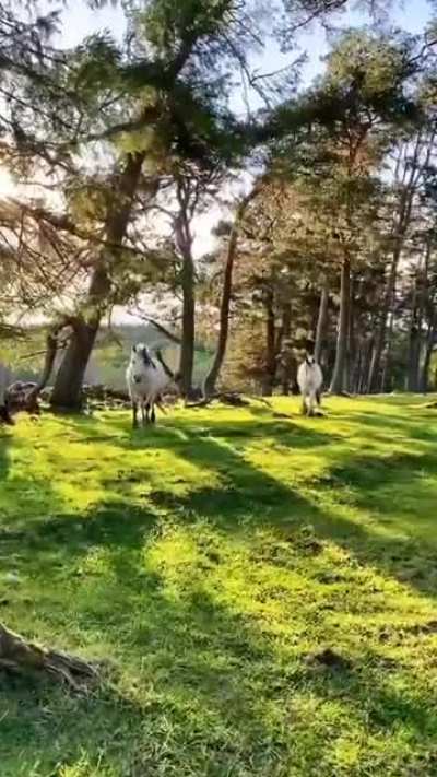 ? Surrounded by horses in magnificent scenery