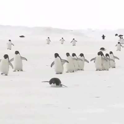 ? Penguins marching to cross large areas of ice