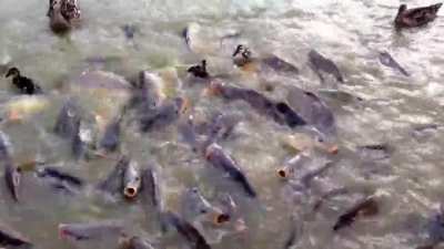 These fish are mean
