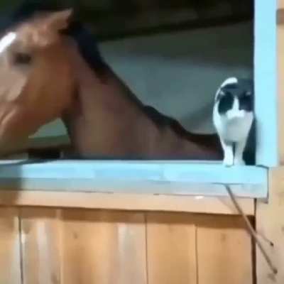 Do you think it landed on its legs ?