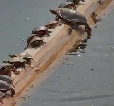 ? Turtles sunning on an unstable log in the river.