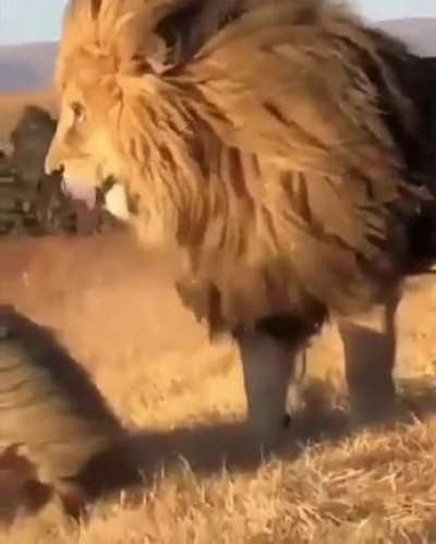? Majestic Lion ?