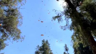 ? Went hiking through the forests where the monarch butterflies spend the winters.